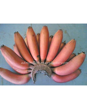 Musa Banana " KLUAI HOM NARK  "