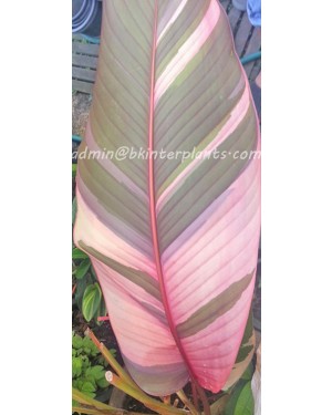 Heliconia " Peachy Blood Red Variegated " 