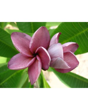 Plumeria " Violet Princess "