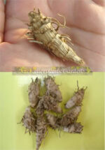 3 Corm " Curcuma Alismatifolia " - Image 2