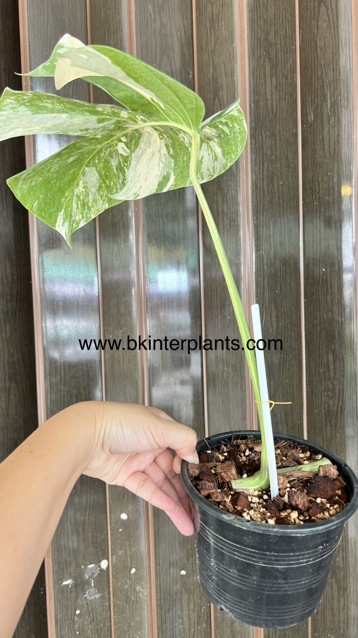Monstera Albo Variegated 1 Leaf - Image 3