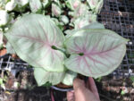 Syngonium Hybrid Bold Allusion