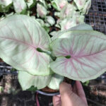 Syngonium Hybrid Bold Allusion
