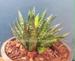 Sansevieria " FUTORA " - Image 4