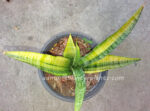 Sansevieria " Golden Silk Yellow Vareigated " - Image 2