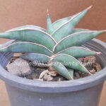 Sansevieria " Rorinda Blue Compact "