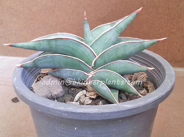 111.jpg Sansevieria " Rorinda Blue Compact " - Image 1