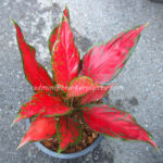 AGLAONEMA " Super Red "
