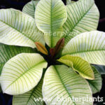 Plumeria " Plattinum Variegated Leaf "