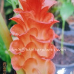 3 Corm " Curcuma Alismatifolia "