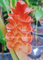 3 Corm " Curcuma Alismatifolia "