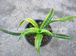 Sansevieria " Javanica Yellow Vareigated " - Image 6