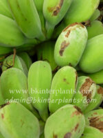 Musa " Kluai Lep Chang kut " - Image 4