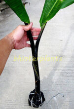 Musa Banana " Black Tanee "