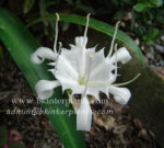 1 Corm " Pancratium Zeylanicum "