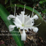 1 Corm " Pancratium Zeylanicum "