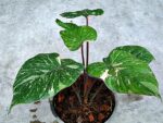 Homalomena wallisii Prakaydow Variegated - Image 4