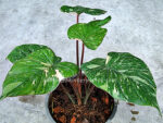 Homalomena wallisii Prakaydow Variegated