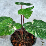 Homalomena wallisii Prakaydow Variegated