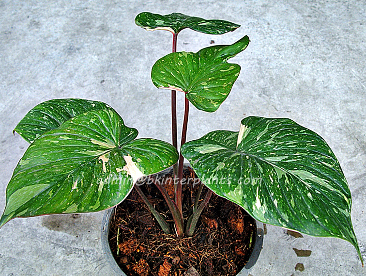 1379332694-0420jpg-o_copy.jpg Homalomena wallisii Prakaydow Variegated - Image 1