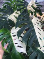 Monstera Albo Half Variegated 1 Leaf - Image 4