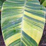 Musa Banana " Chaing Rai Variegated "