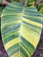 Musa Banana " Chaing Rai Variegated "