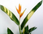Heliconia " Orange Torch Vareigated LEAF "