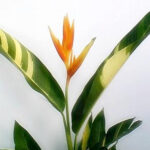 Heliconia " Orange Torch Vareigated LEAF "