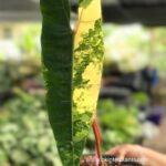 Philodendron Billietiae Variegated 1 Leaf - Image 2