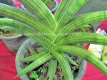 Sansevieria " Lav.1970 "