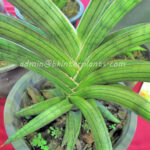 Sansevieria " Lav.1970 "