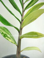 Zamioculcas zamifolia Variegated - Image 3