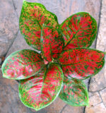 AGLAONEMA " Full of Gold " - Image 2