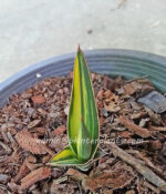 Sansevieria " Zabarica Vareigated " - Image 2