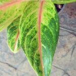 AGLAONEMA " Sweet Lemon "