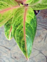 AGLAONEMA " Sweet Lemon "