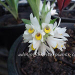 2 Bulb " Geodorum attenuatum Griff. "