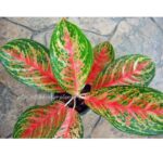 AGLAONEMA " Star Plus "