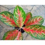 AGLAONEMA " Star Plus "