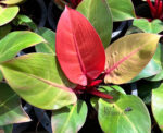 Philodendron RED SUNLIGHT - Image 2