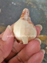 1 Corm " Pancratium Zeylanicum " - Image 3