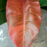 Philodendron Red Sunlight Variegated