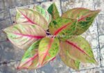 AGLAONEMA " Golden Pho " - Image 2