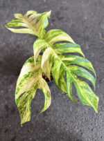 Epipremnum Golden Flame Variegated Size S - Image 2