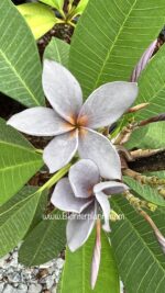 Plumeria " Blue Jean Violet " - Image 2
