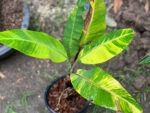 Musa Leb Mu Nang Yellow Variegated