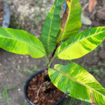Musa Leb Mu Nang Yellow Variegated