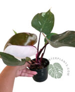 Philodendron Red Anderson Variegated - Image 4
