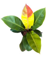 Philodendron Red Moon Variegated - Image 2